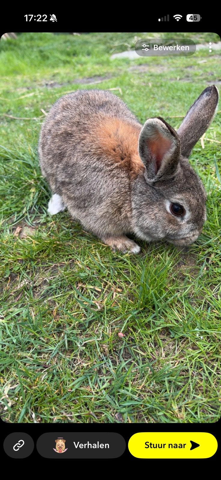 2 lieve rammetjes, Mannelijk, Dwerg