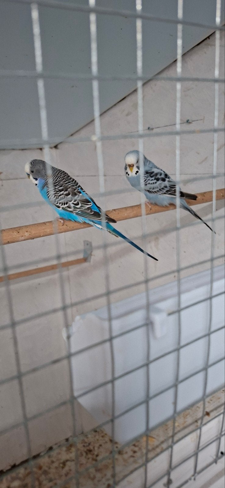 Te koop koppel parkieten geringt, Dieren en Toebehoren, Meerdere dieren, Parkiet