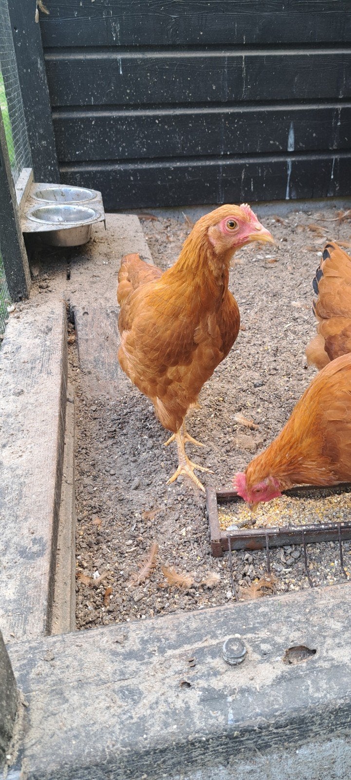 New hampshire trio krielkippen, Meerdere dieren, Kip