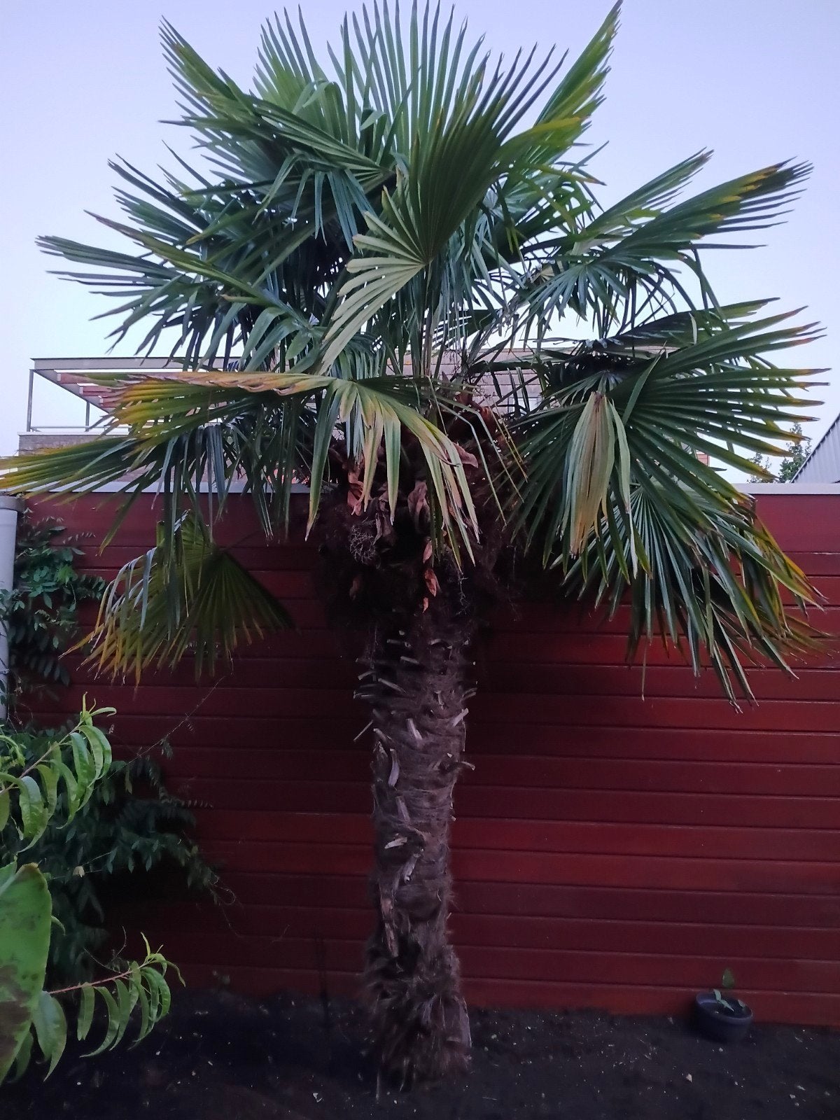 Gezonde palmboom te koop, Tuin en Terras, Overige soorten, Volle zon, Vaste plant, Ophalen of Verzenden