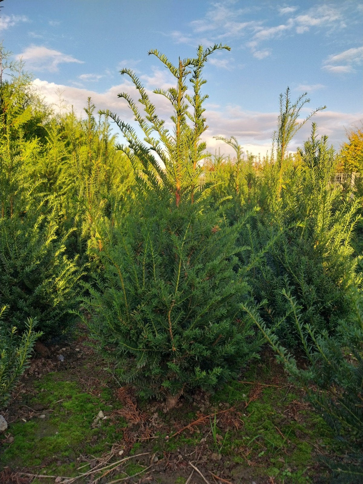 Taxus baccata, Tuin en Terras, Ophalen of Verzenden