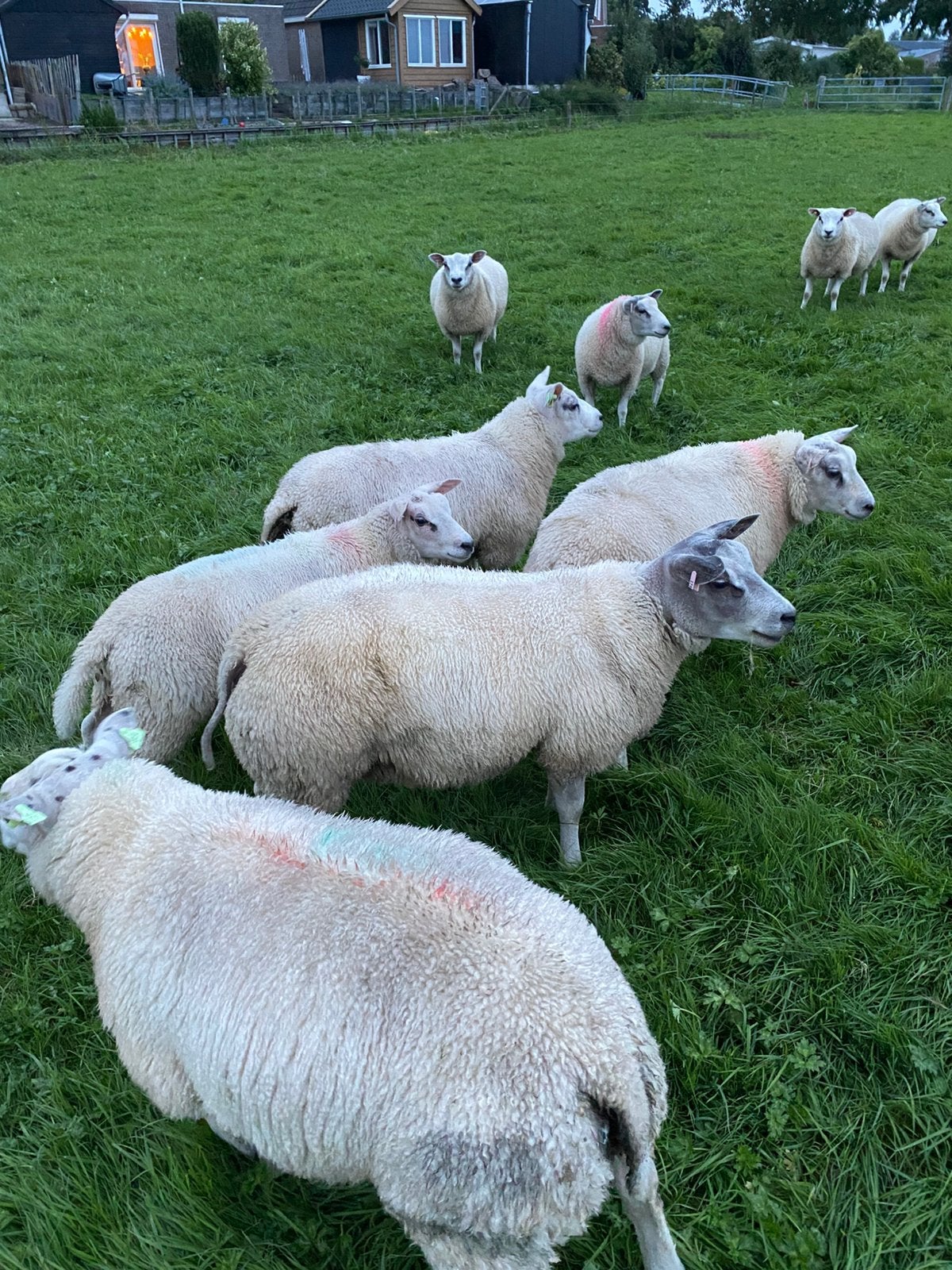 Texelaar/engelse texelaar rammen, Dieren en Toebehoren, Mannelijk, Schaap, 0 tot 2 jaar