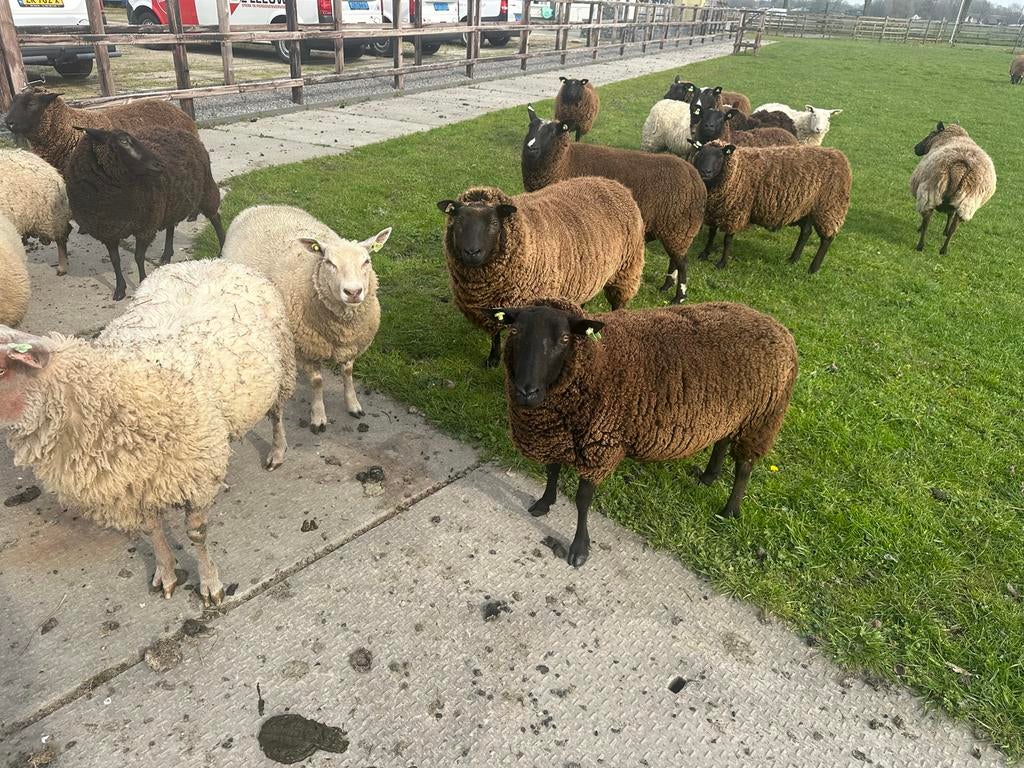schapen drachtig, Vrouwelijk, Schaap