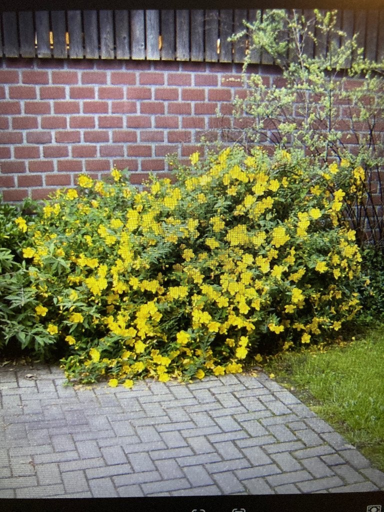 Hypericum Hidcote p9. € 2,00, Ophalen, Zomer, Overige soorten, Volle zon