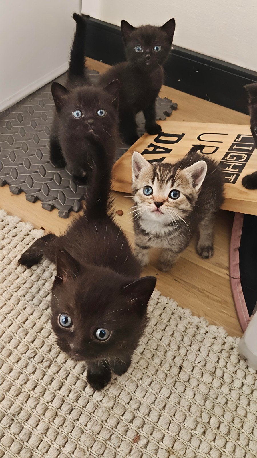 Raszuivere Britse korthaar kittens, Meerdere dieren, Met stamboom, 0 tot 2 jaar