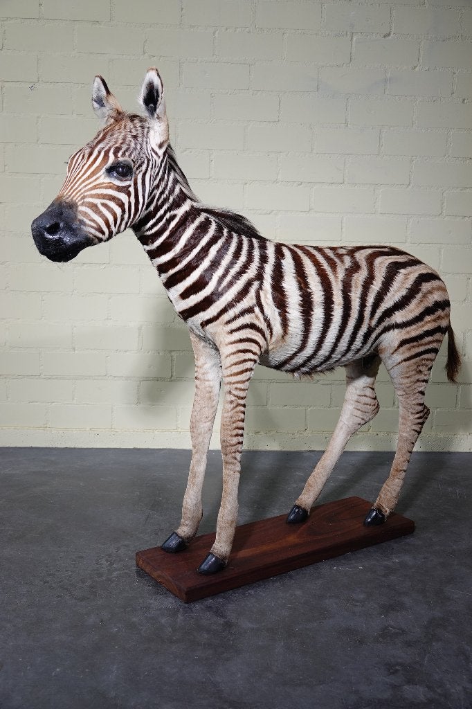 taxidermy baby zebra veulen opgezette afrika fullmount, Ophalen, Zo goed als nieuw, Hert, Gewei of Kop