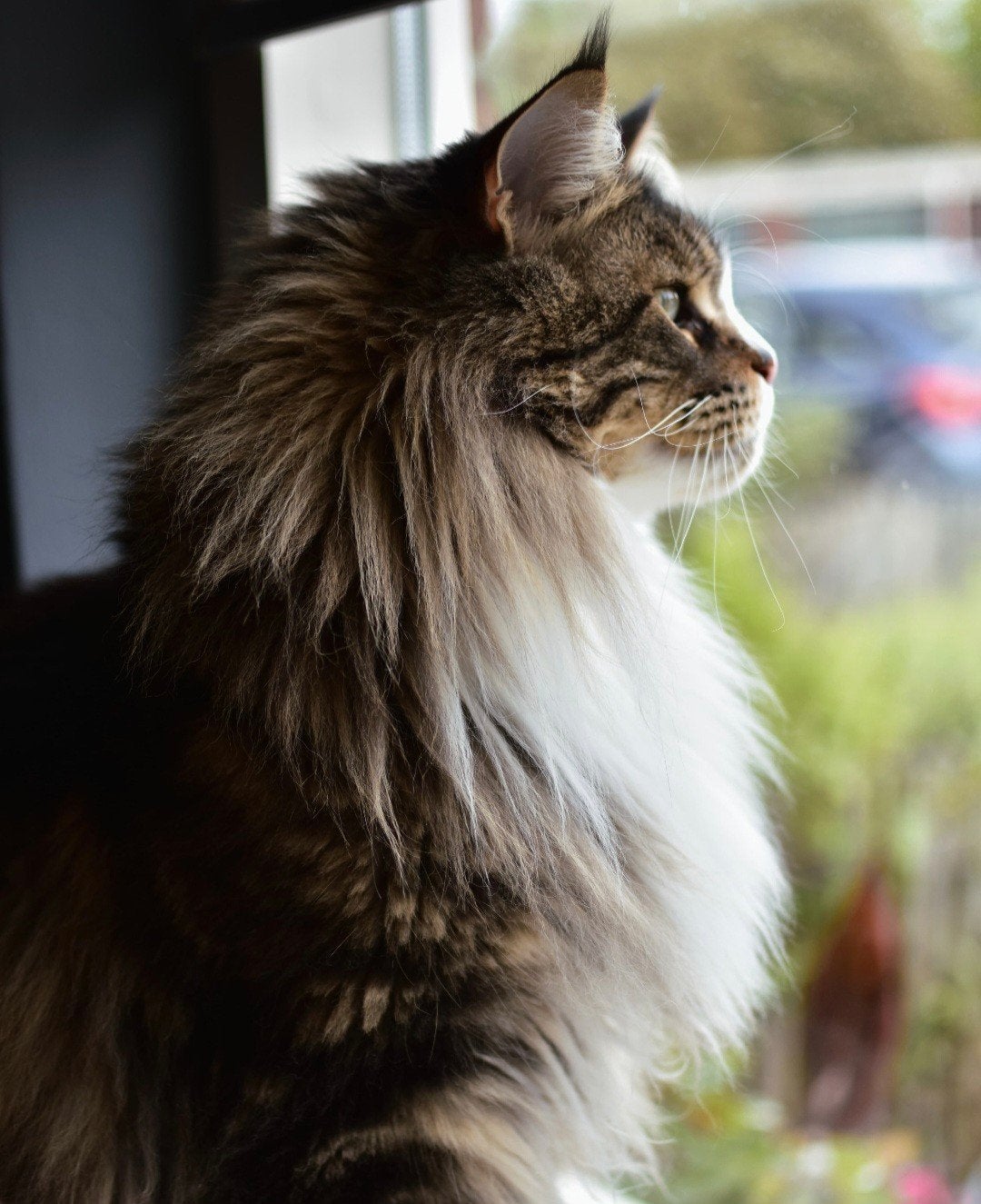 Maincoon Kat Dex 3 jaar + spullen en voer, Kater, Gechipt, 3 tot 5 jaar