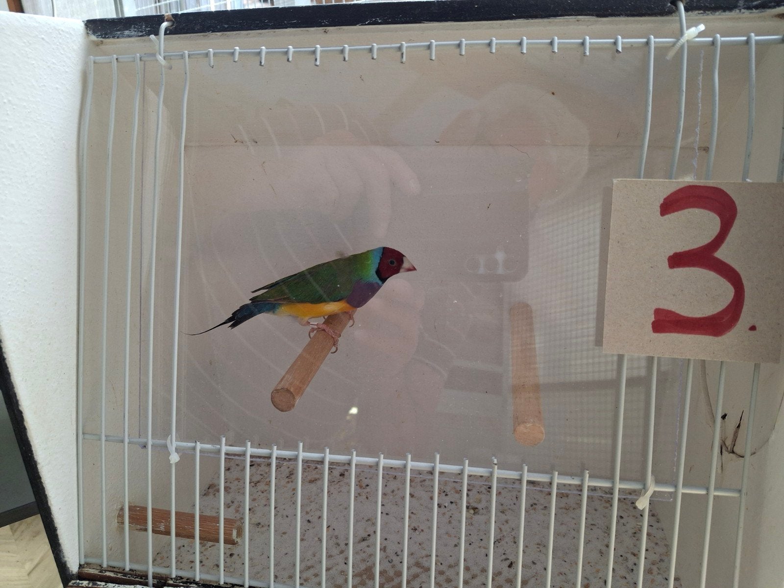 Gouldamadine, Dieren en Toebehoren, Vogels | Overige Vogels, Mannelijk, Tropenvogel, Geringd