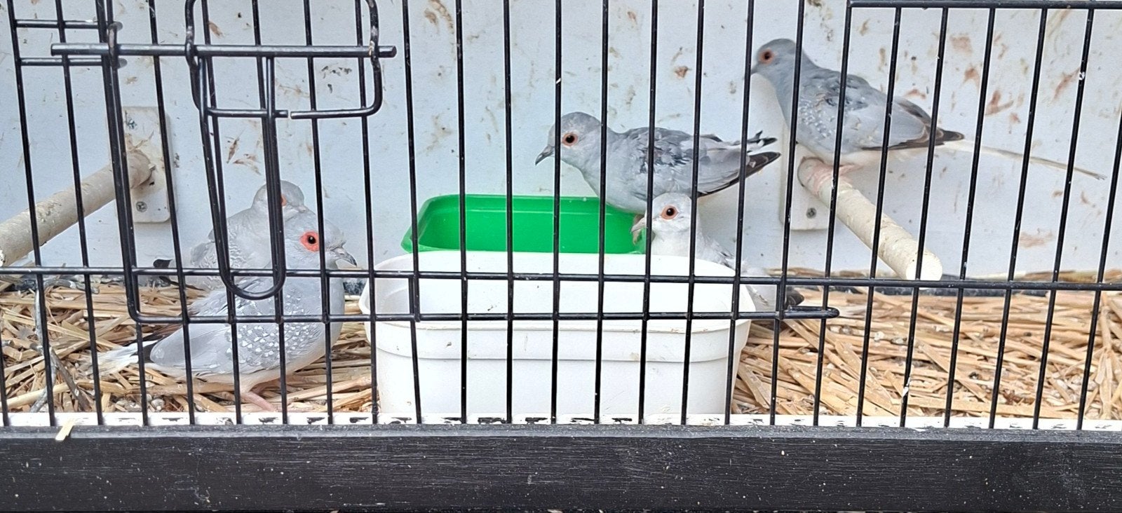 jonge diamant duifjes, Geslacht onbekend