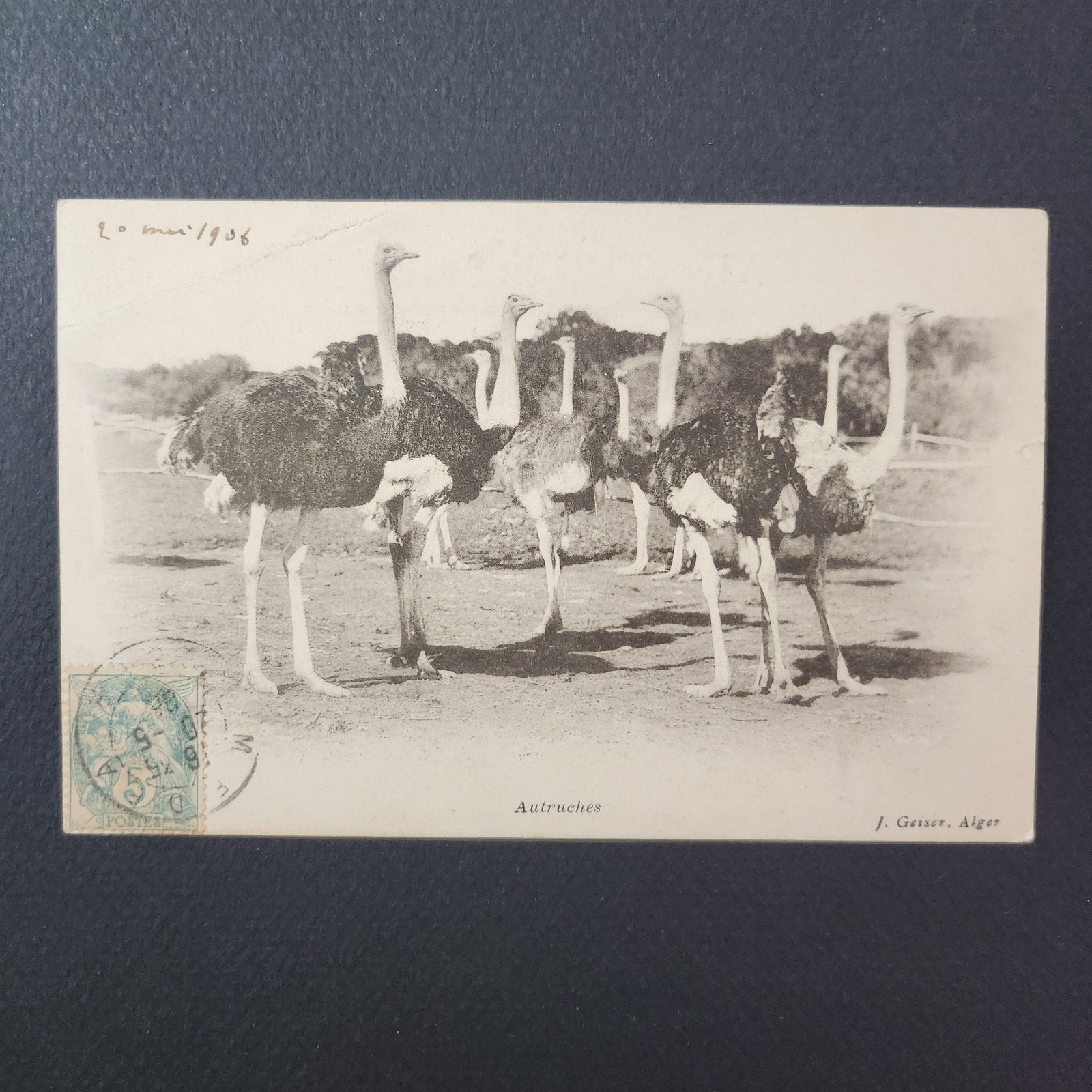 1906 Zeldzame ansichtkaart struisvogels Noord-Afrika, Verzenden, Voor 1920, Gelopen, Buiten Europa