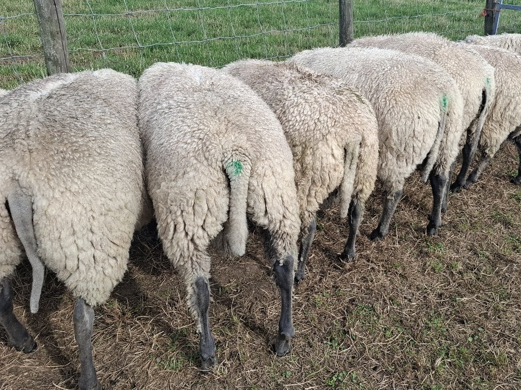 Stamboek ramlammeren Bleu du Maine voor de fokkerij, Dieren en Toebehoren, Schapen, Geiten en Varkens, Mannelijk, Schaap, 0 tot 2 jaar