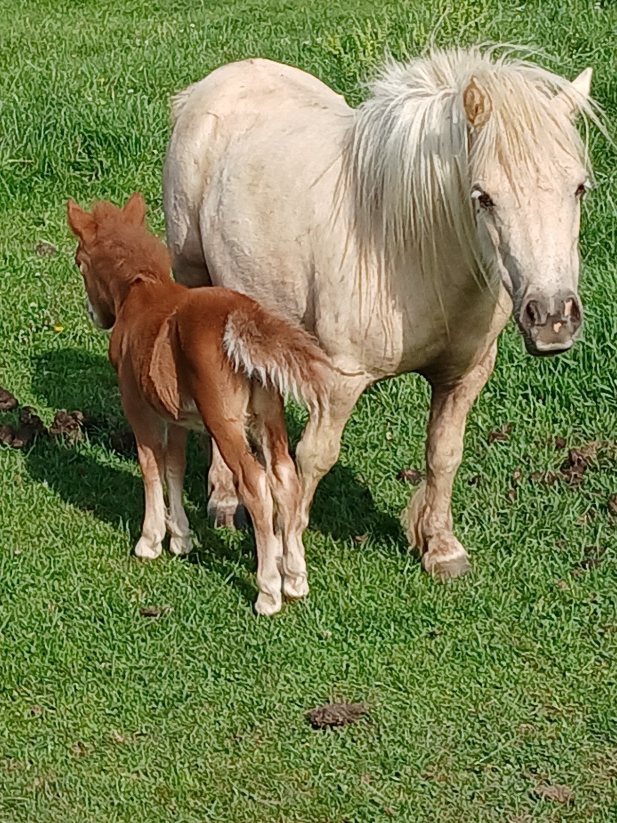 Te koop mooi shetlander stelletje., Dieren en Toebehoren, Hengst, A pony (tot 1.17m), 0 tot 2 jaar