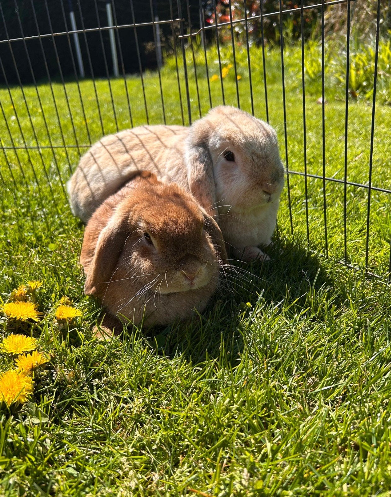 Nieuw thuis gezocht voor twee lieve konijnen, Dieren en Toebehoren, Konijnen, Meerdere dieren, Hangoor, 6 tot 8 jaar