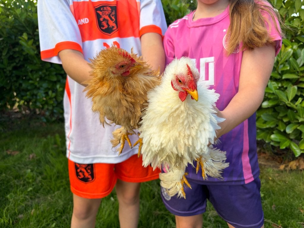 Cochin krielhanen krulveer, Dieren en Toebehoren, Pluimvee, Mannelijk, Kip