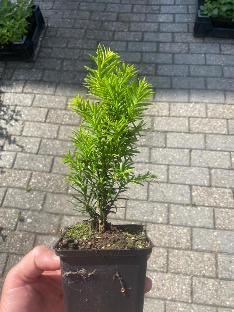 Taxus baccata, Ophalen of Verzenden, Bloeit niet, Overige soorten, Volle zon