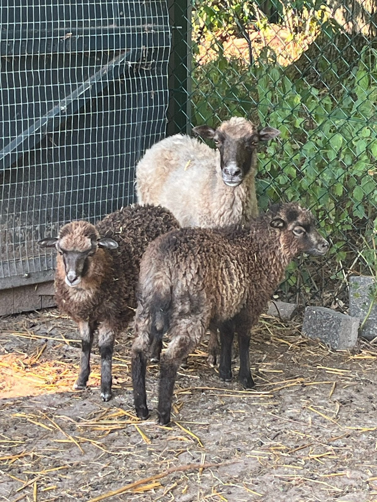 Skudde lammetjes (ooitjes) te koop, Dieren en Toebehoren, Vrouwelijk, Schaap, 0 tot 2 jaar