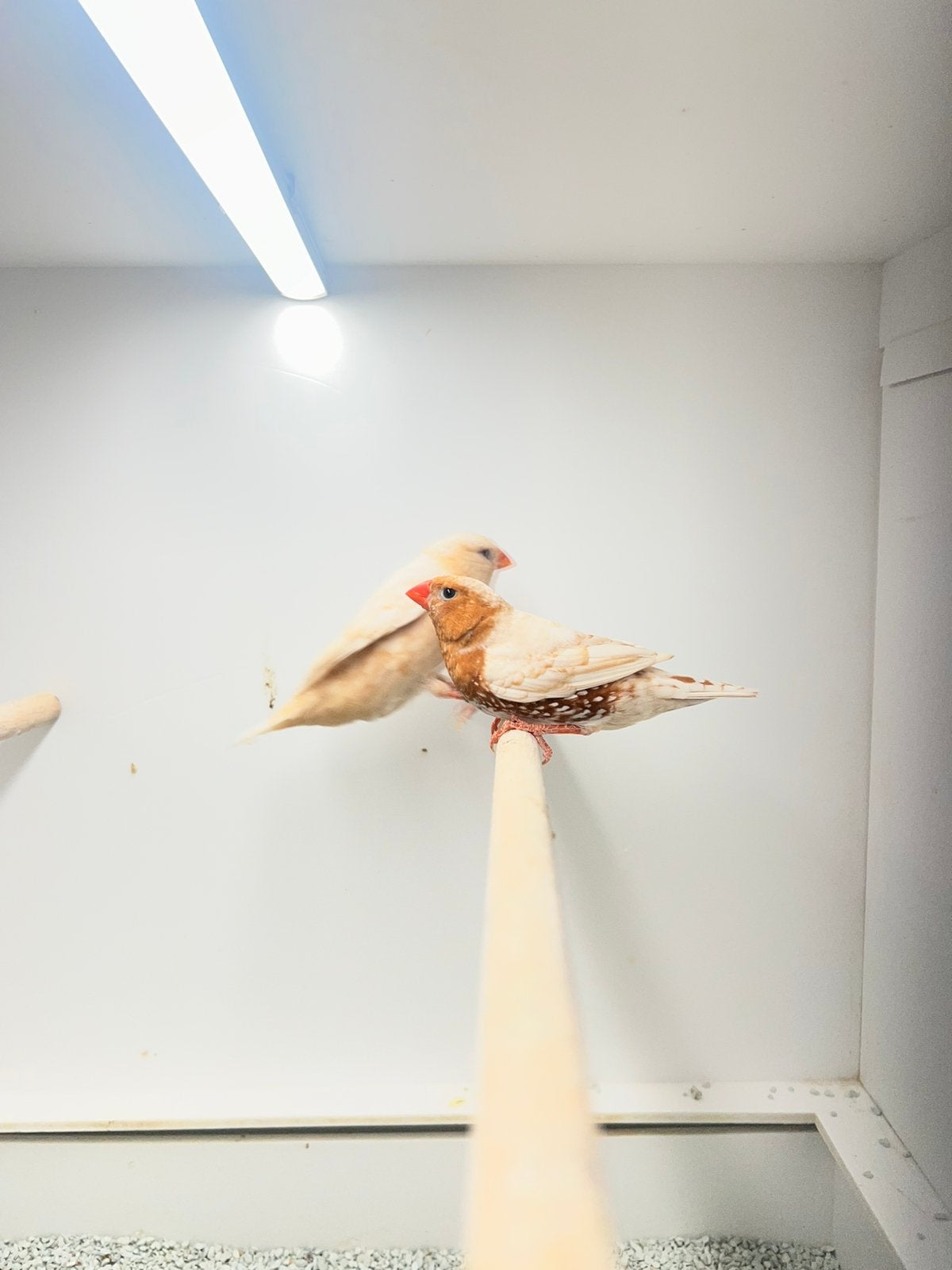 Koppel Zebravinken Isabel Bruin Zwartborst Oranjeborst, Dieren en Toebehoren, Vogels | Overige Vogels, Meerdere dieren, Geringd
