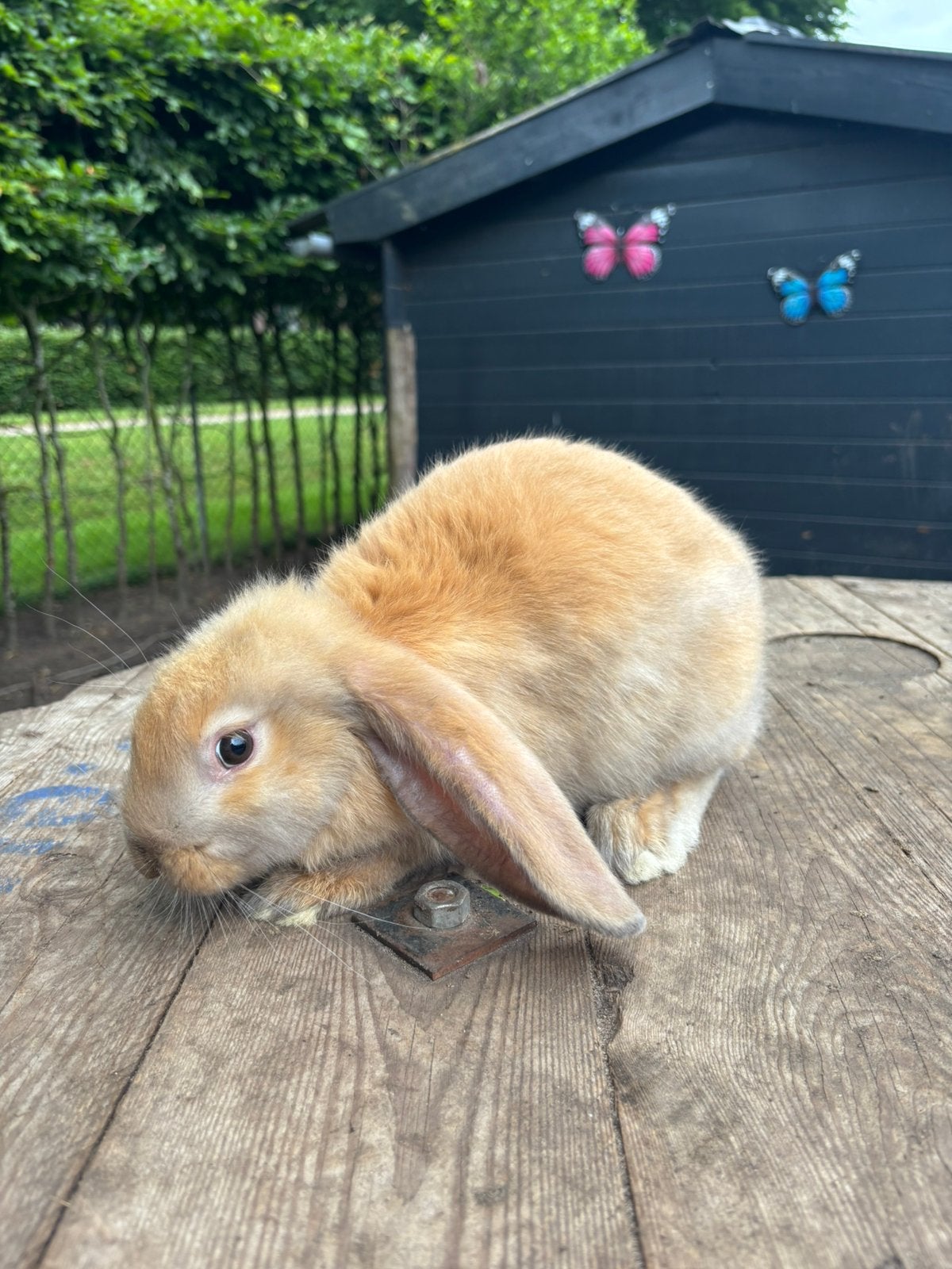 Een lieve franse hangoor/ duiste reus rammetje, Dieren en Toebehoren, Konijnen, Mannelijk, Groot, Hangoor