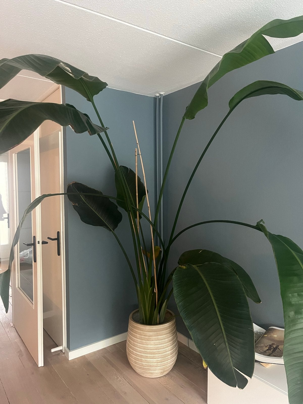 Grote Strelitzia Nicolai in vulcastat met watermeter, Huis en Inrichting, Kamerplanten, Ophalen, In pot, Halfschaduw, 200 cm of meer