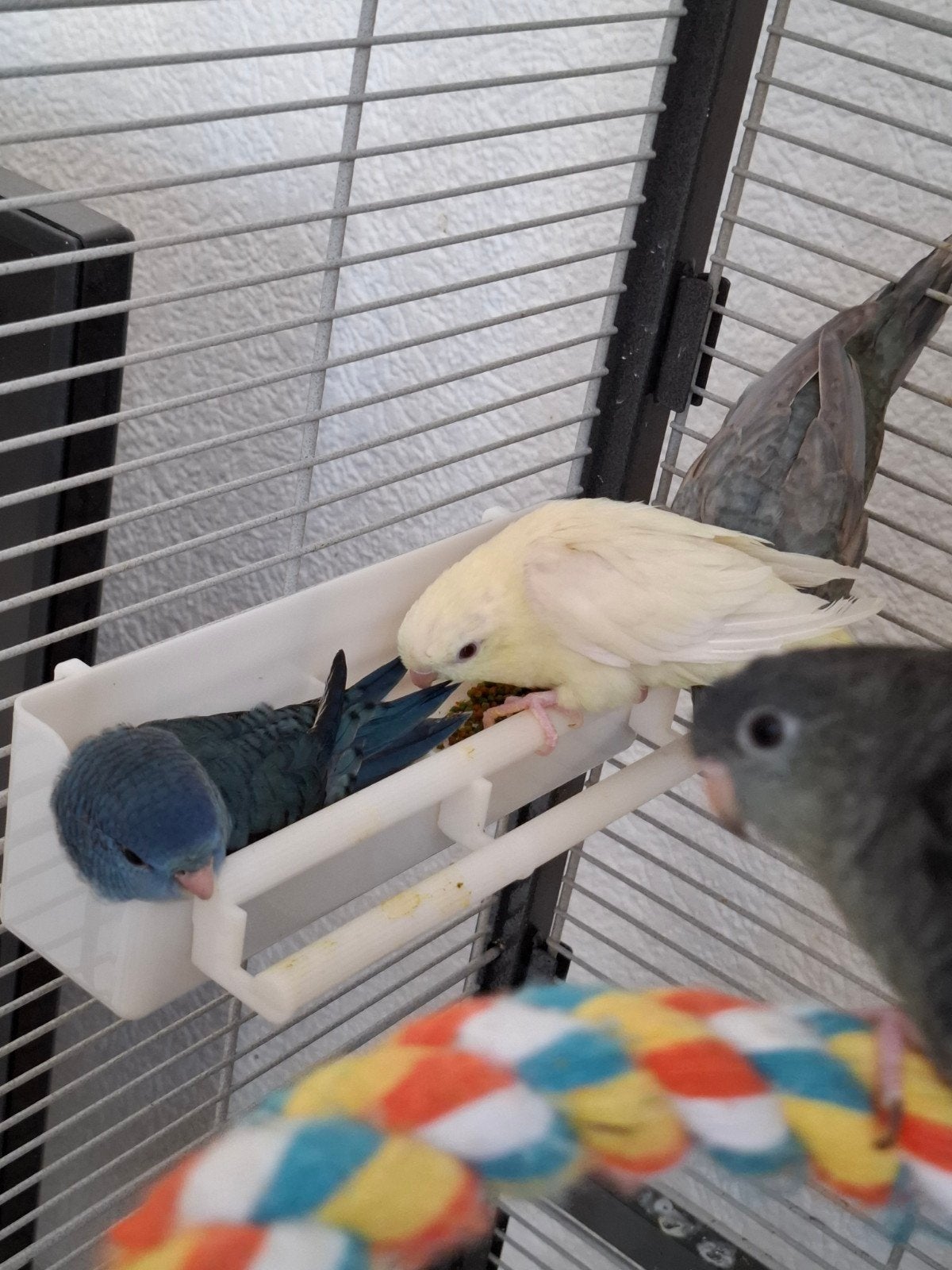 nog 1 handtamme blauwe catharinaparkiet te reserveren, Meerdere dieren, Parkiet