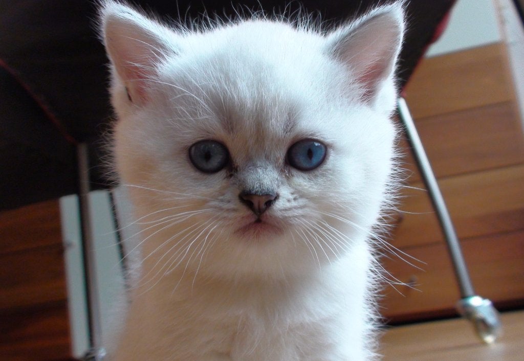 Aangeboden, 4 britse korthaar kittens met blauwe ogen., Meerdere dieren, Ontwormd, 0 tot 2 jaar