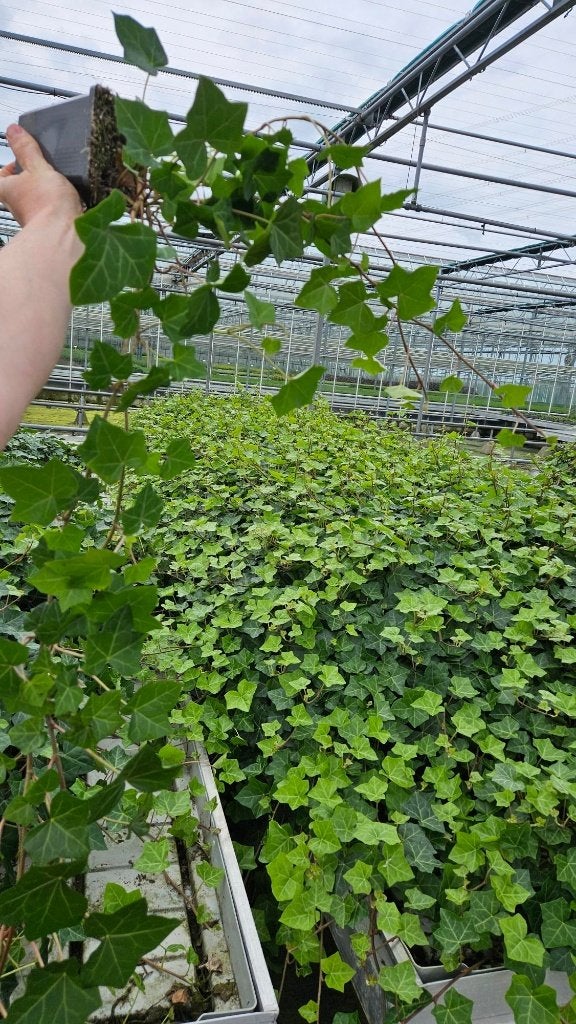 Hedera Hibernica - Klimop - Lange ranken 1meter +, Vaste plant, Ophalen of Verzenden, Bloeit niet, Halfschaduw