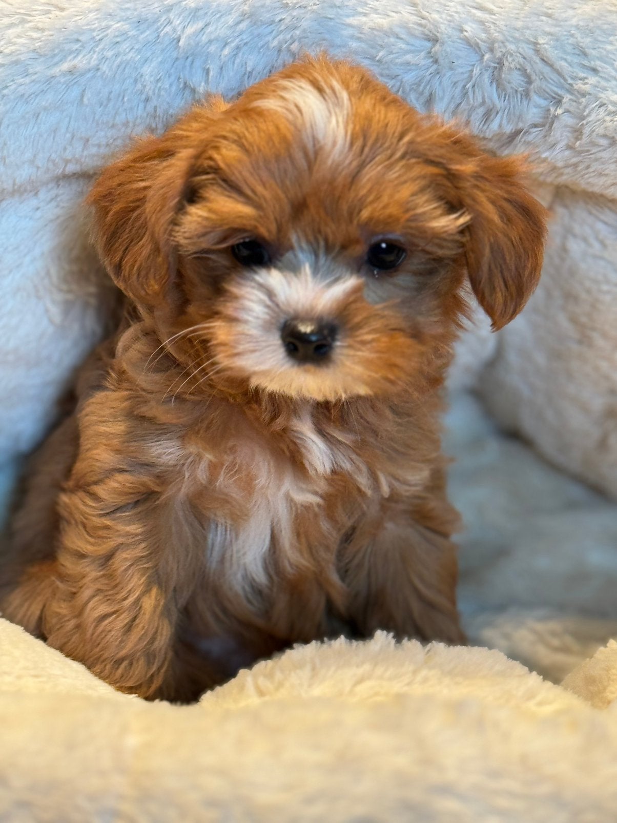 Klein type Maltipoo in diverse kleuren abricot en crème, Poedel, Parvo, Nederland, 8 tot 15 weken
