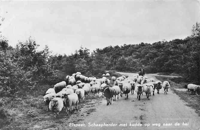 301-298-001 Elspeet Schaapherder met Kudde, Verzenden, Voor 1920, Gelderland