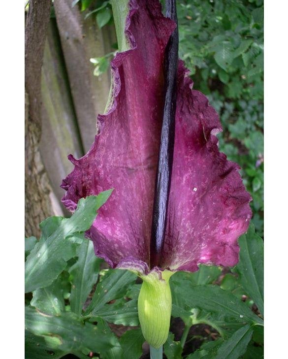 Vaste plant Drakenwortel Dracunculus vulgaris spectaculair, Overige soorten, Vaste plant, Ophalen of Verzenden, Halfschaduw