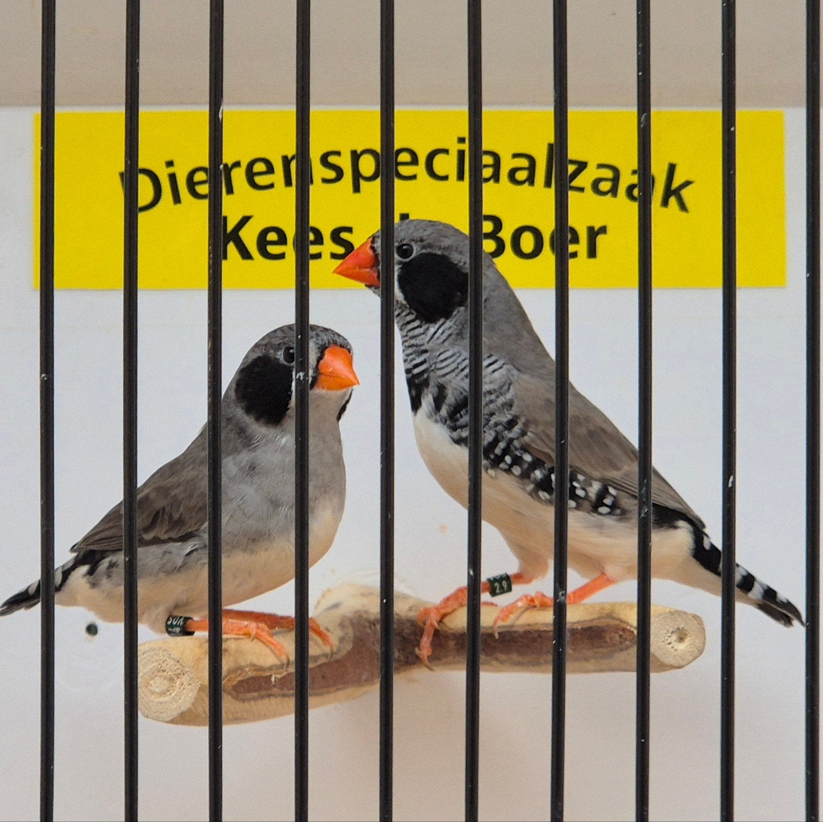 Zwartwang zebravinken