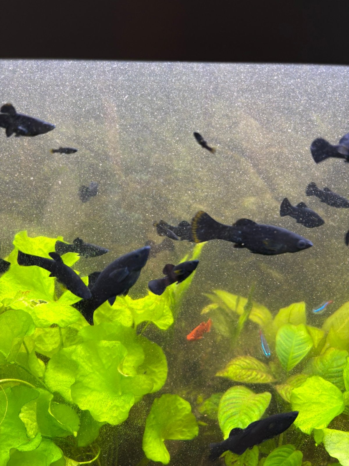 Vissen Black Mollys, Dieren en Toebehoren, Vissen | Aquariumvissen, Vis, Zoetwatervis, Schoolvis