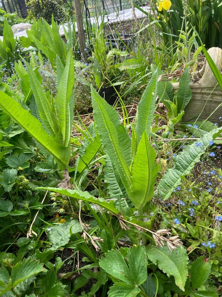 Kaardebol grote, Tuin en Terras, Planten | Tuinplanten, Vaste plant, Overige soorten, Volle zon, Zomer, Ophalen