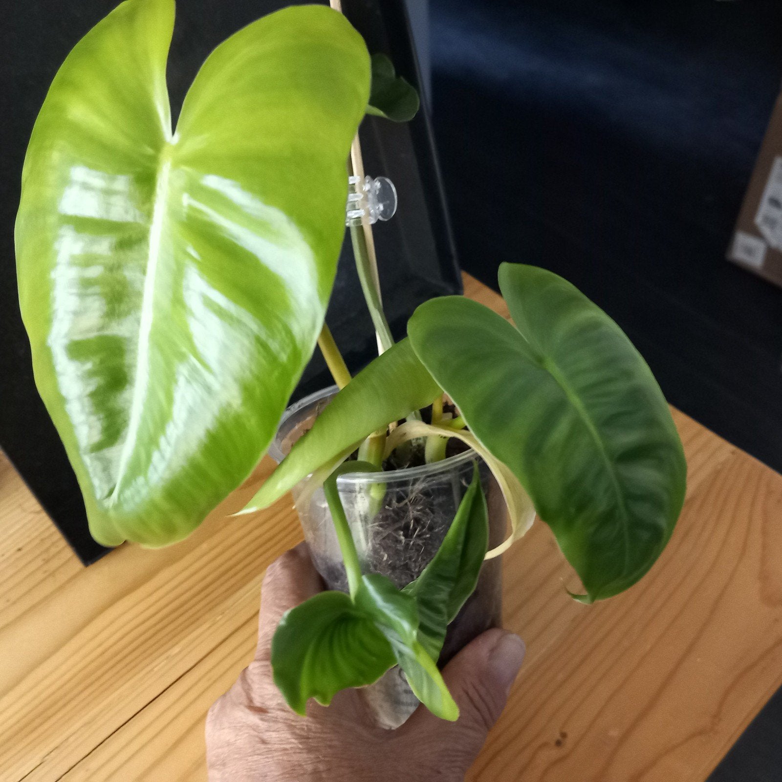 philodendron burle marx stek nr 13, Huis en Inrichting, Kamerplanten, Ophalen of Verzenden, Halfschaduw, Minder dan 100 cm