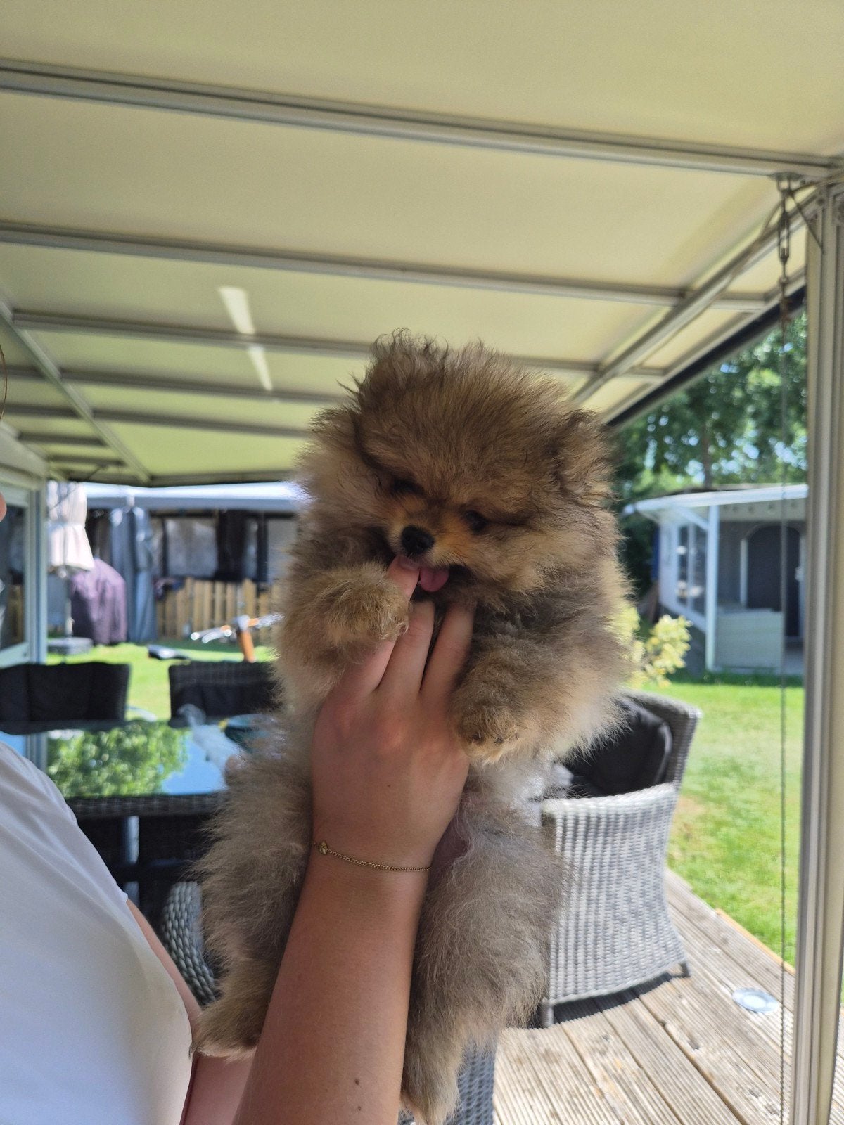 Pomeriaan pup reutje orange sable, Dieren en Toebehoren, Parvo, 8 tot 15 weken, Eén hond, Nederland