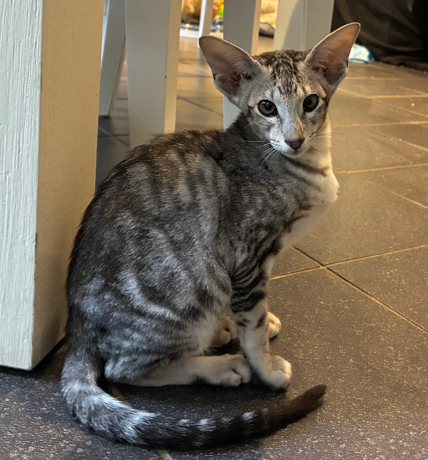 Prachtige Siamezen en Oosterse korthaar kater kittens, Dieren en Toebehoren, Kater, Met stamboom, 0 tot 2 jaar