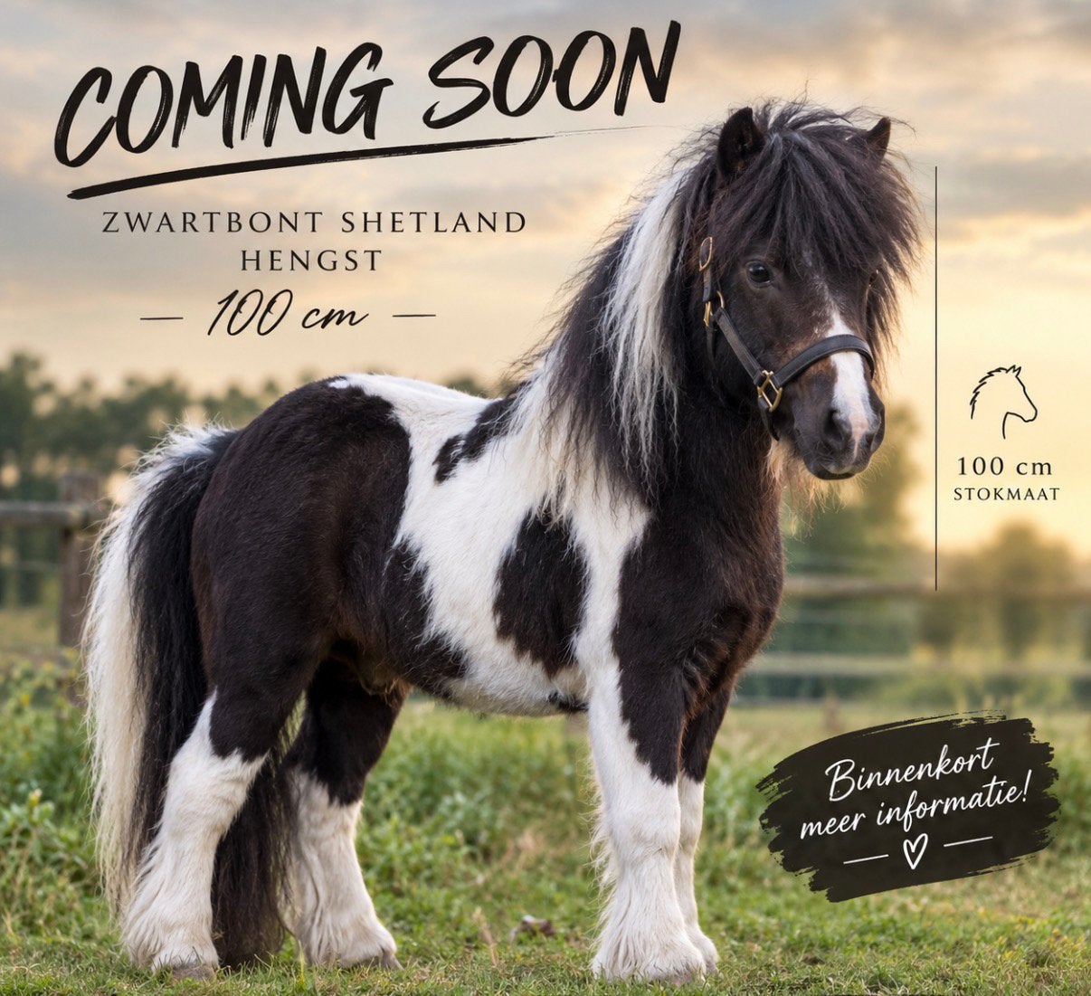 Zeer mooie bonte shetland hengst, Dieren en Toebehoren, Niet van toepassing, Hengst, A pony (tot 1.17m), Gechipt