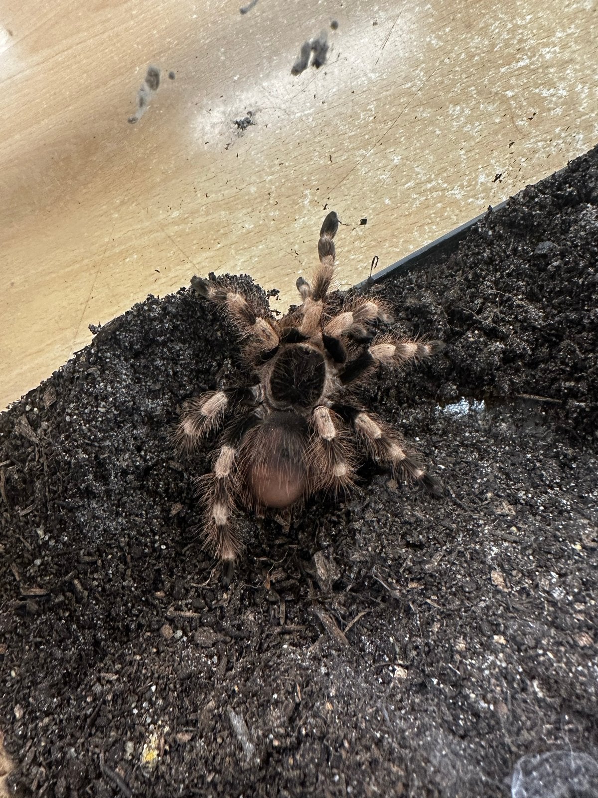 Nhandu coloratovillosus (8 CM), Dieren en Toebehoren, Spin of Schorpioen