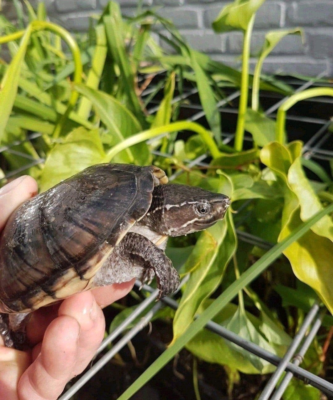 Trio !! Muskusschildpadden kleinblijvende muskus schildpadde Turtle photo 2