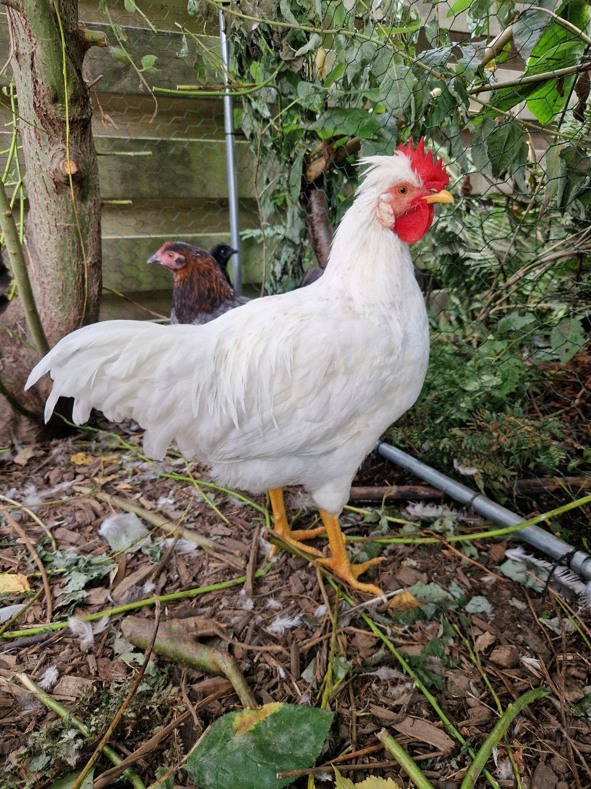 prachtige jonge opal legbar haan, Dieren en Toebehoren, Mannelijk, Kip