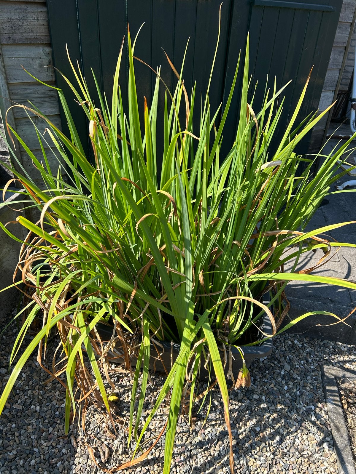 Gele lis (Iris pseudacorus) - Vijverplant, Ophalen, Volle zon, Vaste plant, Zomer