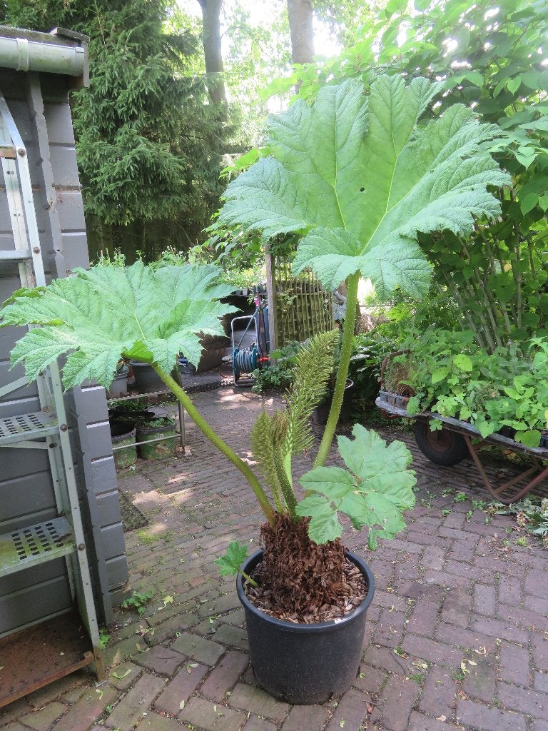 Gunnera manicata Mammoetplant, Volle zon, Vaste plant, Lente, Ophalen