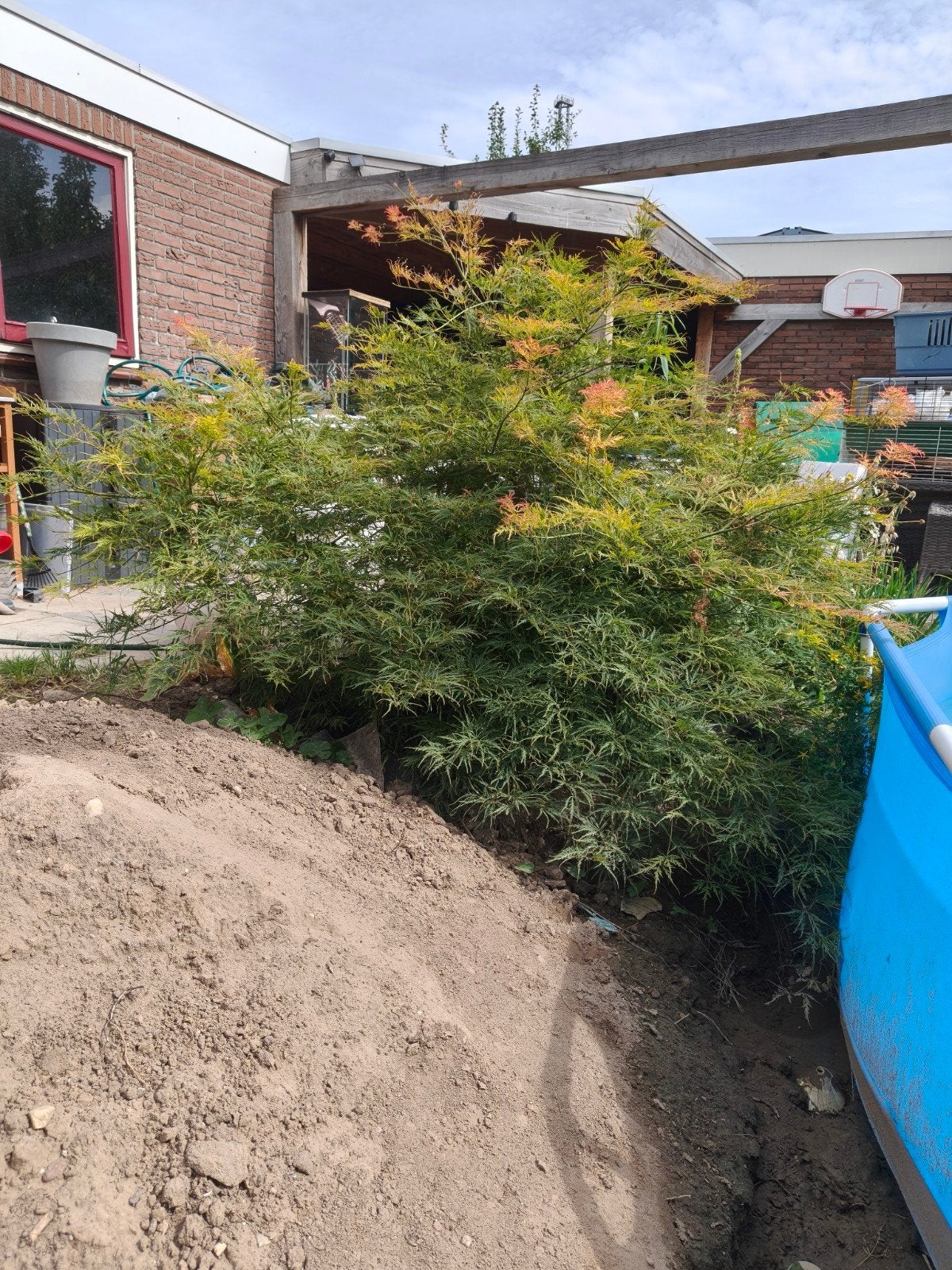 Gigantische Japanse Esdoorn - Prachtige Tuinplant, Tuin en Terras, Vaste plant, Halfschaduw, Lente, Ophalen