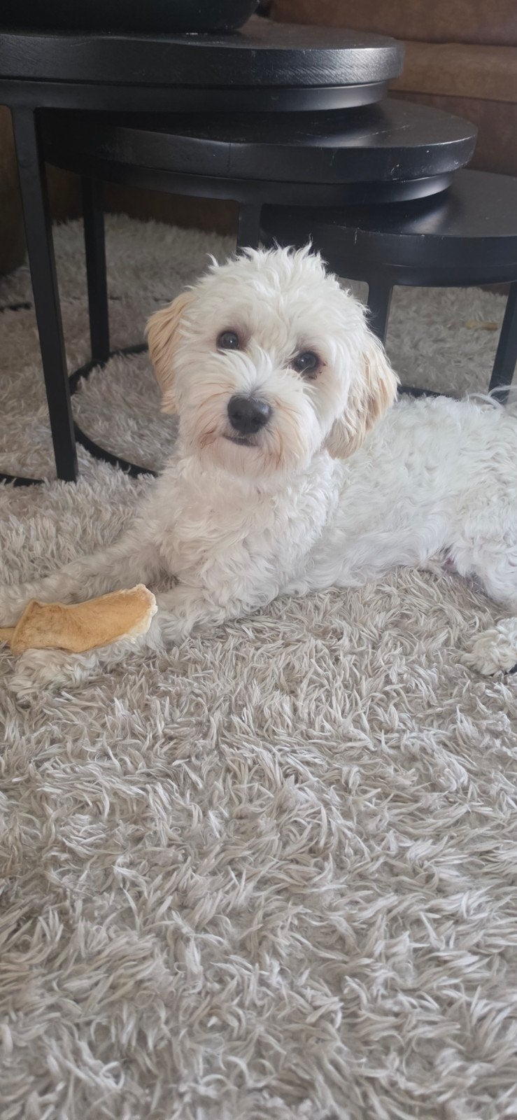 aangeboden: maltipoo dekreu, Reu, 1 tot 2 jaar, Eén hond, Nederland