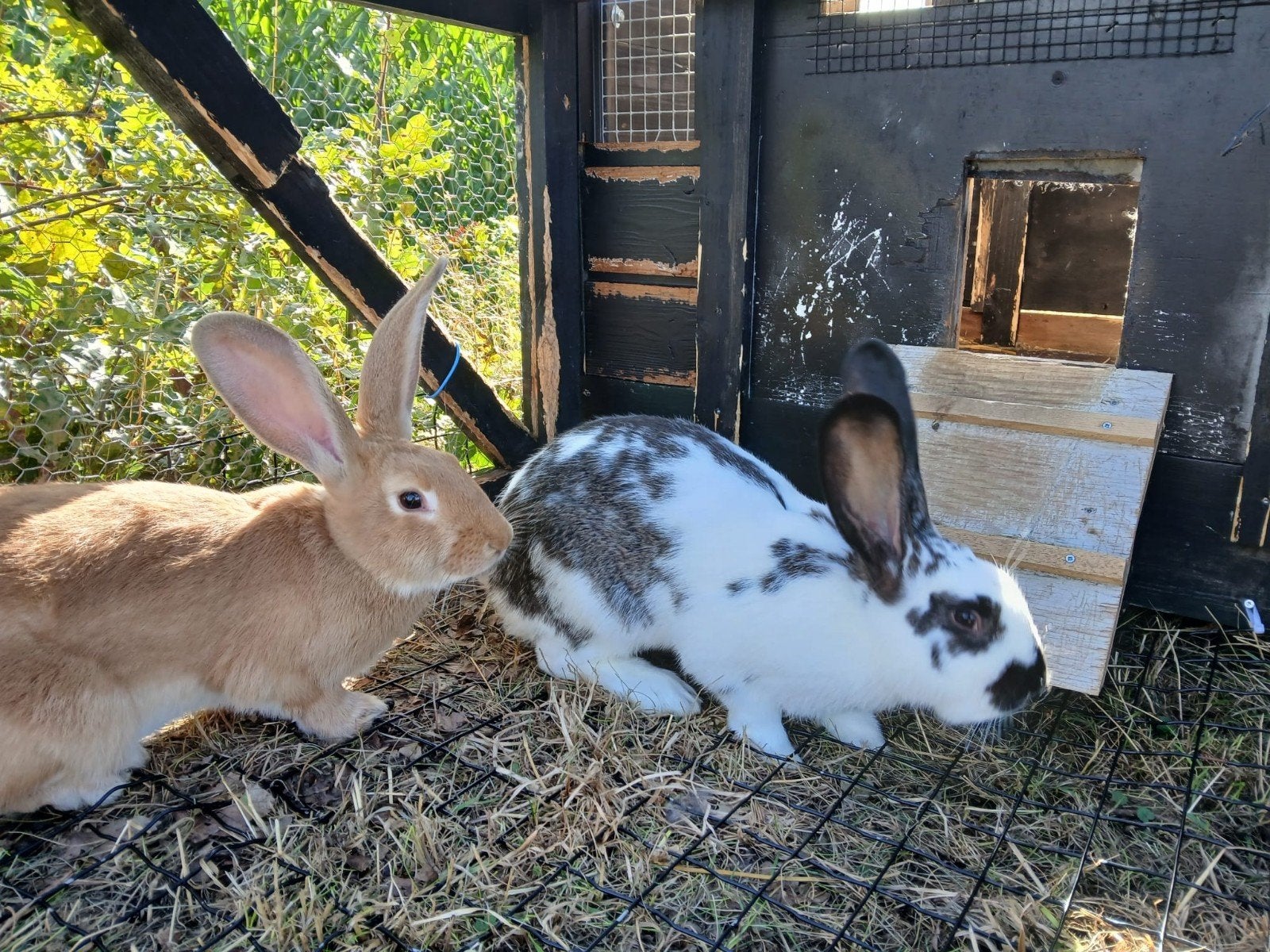 3 jonge rammen zwart, bruin en bont, Mannelijk, Groot, 0 tot 2 jaar