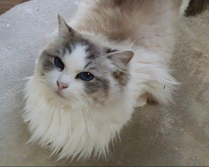 Ragdoll poes – stamboom & fokrecht - Blue tabby bicolour, Poes