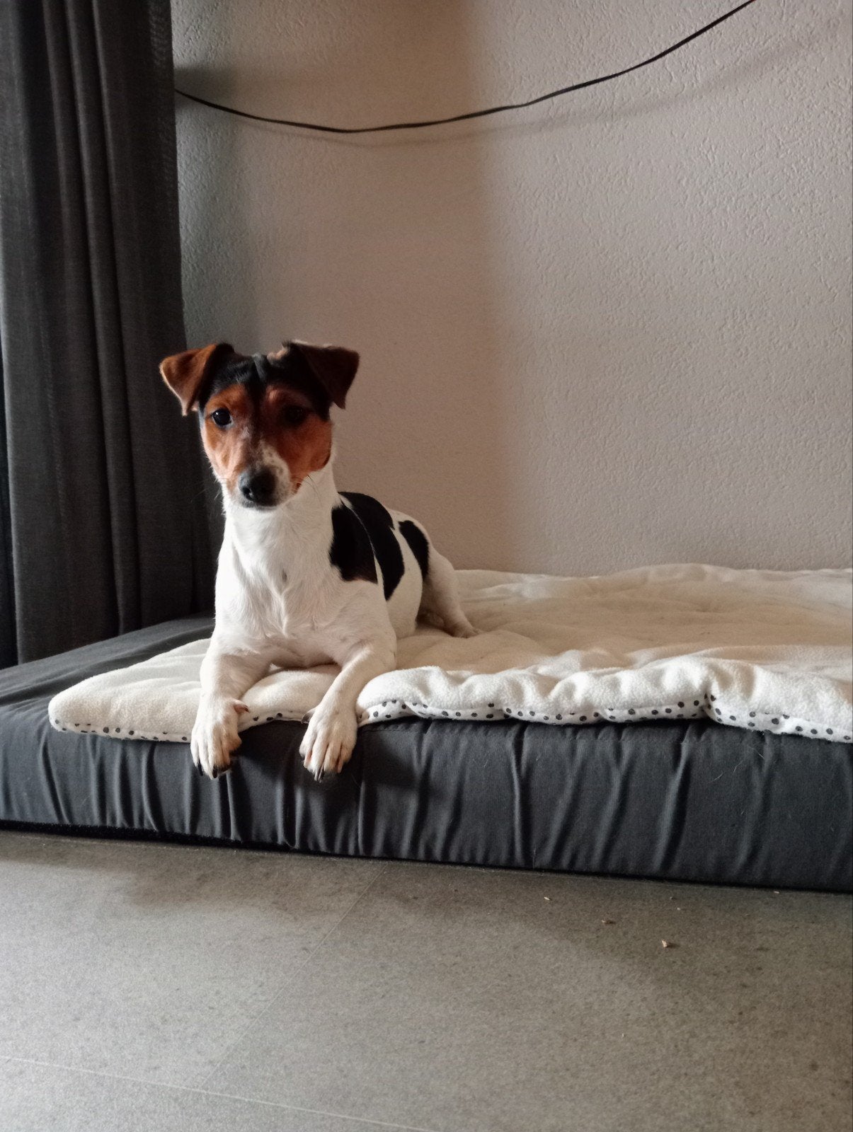 Te koop Jack Russel pups, Dieren en Toebehoren, Honden | Jack Russells en Terriërs, Jack Russell Terriër, 8 tot 15 weken, Meerdere