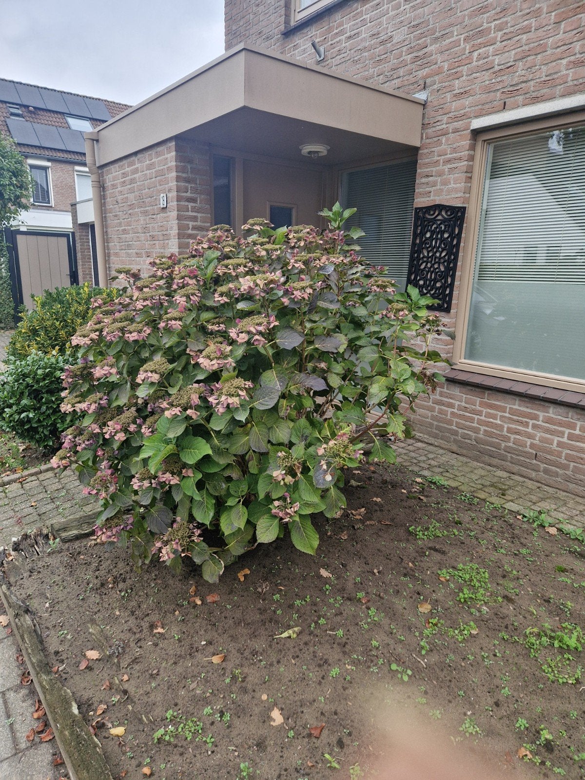 gratis Hortensia struik 1.70 hoog, Tuin en Terras, Ophalen, Hortensia, 100 tot 250 cm