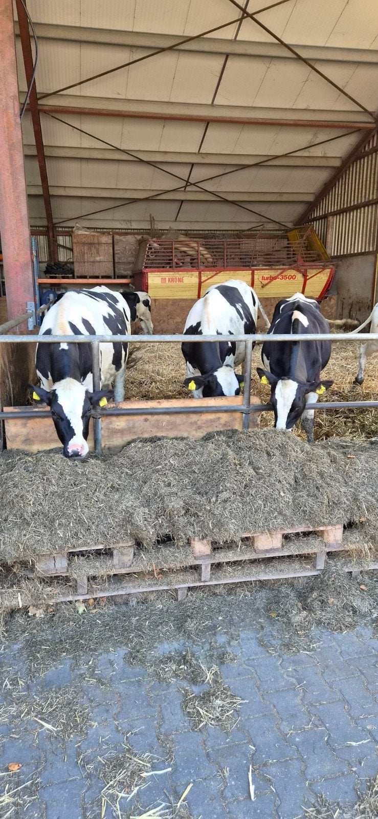 10 stiervaarzen HF, Dieren en Toebehoren, Runderen, Meerdere dieren