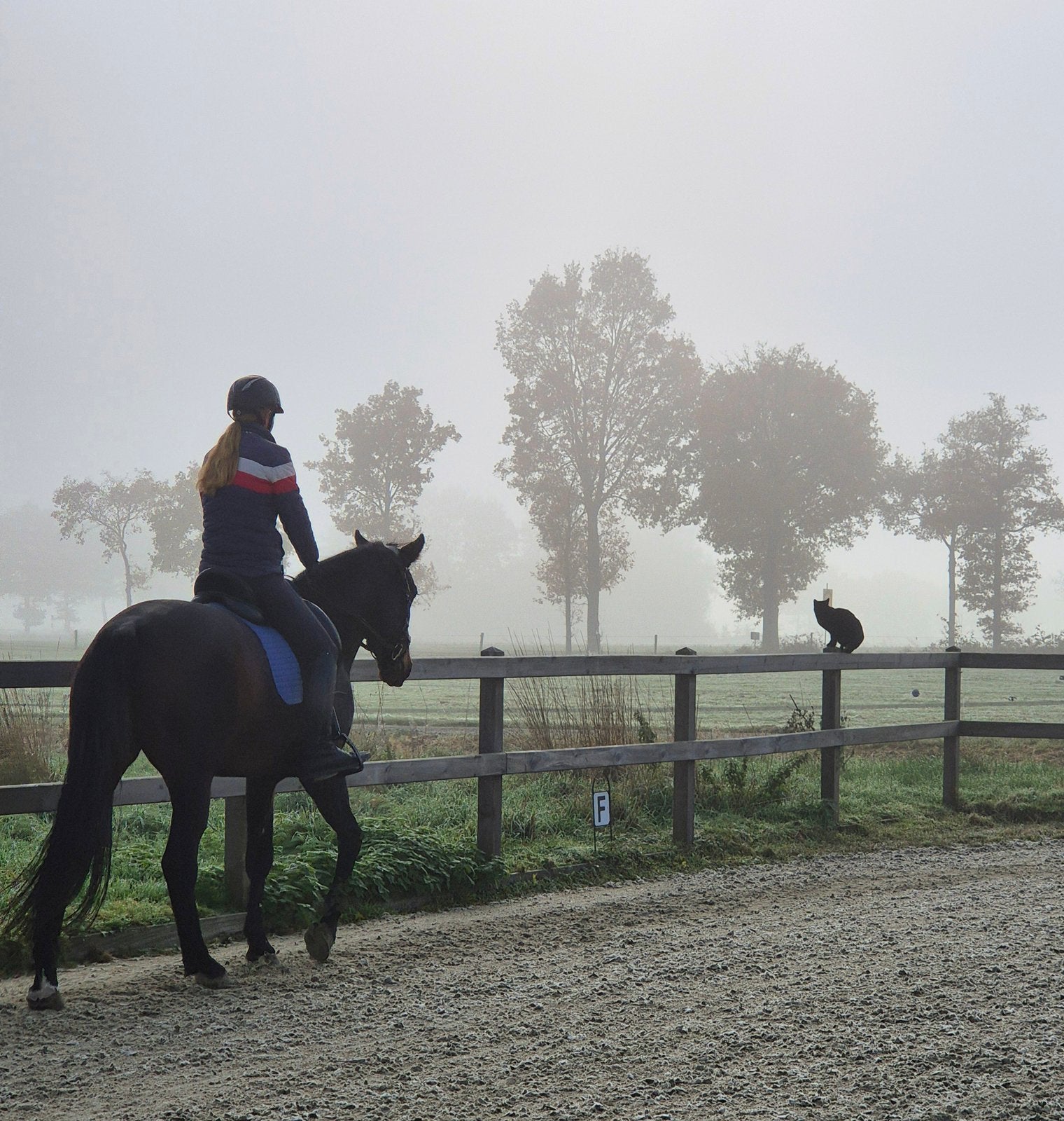 Dressuurmatig trainen van uw paard, interne stalling, Dieren en Toebehoren, Stalling en Weidegang, Stalling, 2 of 3 paarden of pony's