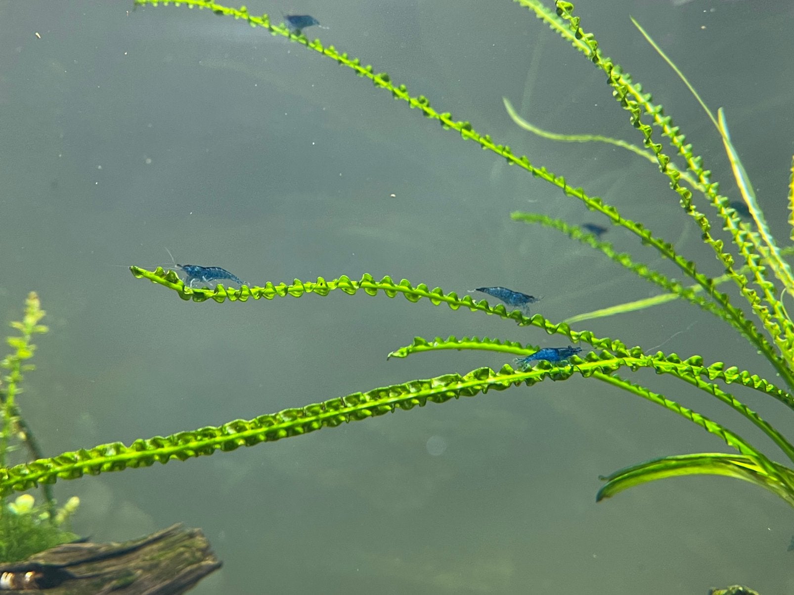 Jonge blauwe garnalen / blue dream garnalen, Kreeft, Krab of Garnaal, Zoetwatervis, Schoolvis